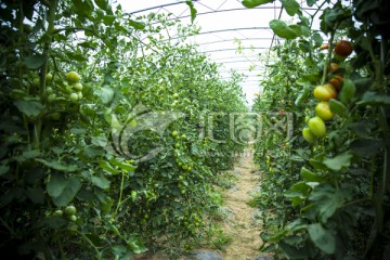 圣女果种植基地