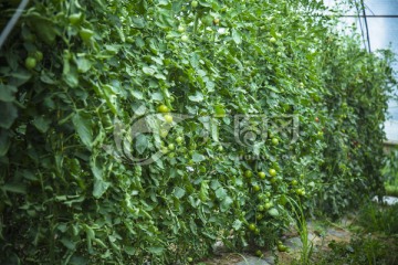 小西红柿种植园