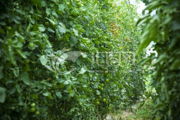 圣女果种植园