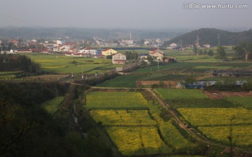 油菜花 旅游