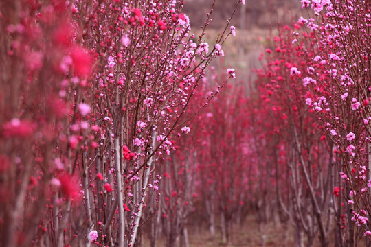 桃花