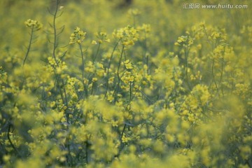 油花菜