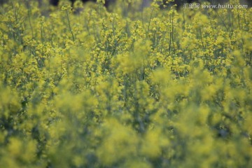 油花菜