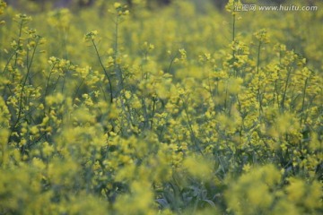 油花菜