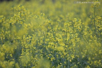 油花菜