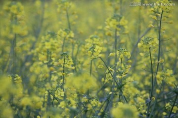 油花菜
