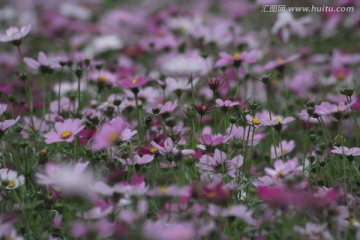 格桑花