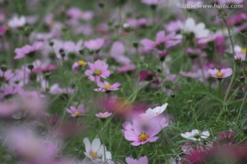 格桑花