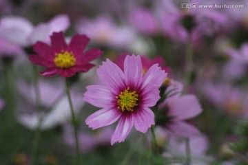 格桑花