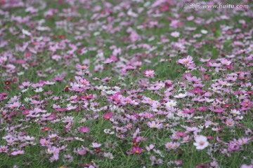 格桑花