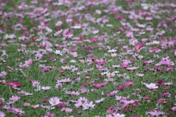 格桑花