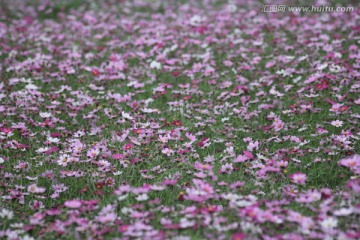 格桑花