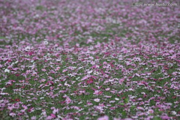 格桑花