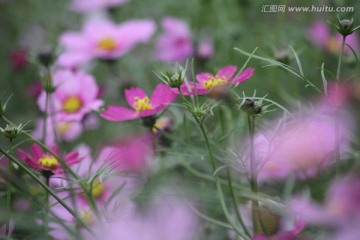 格桑花