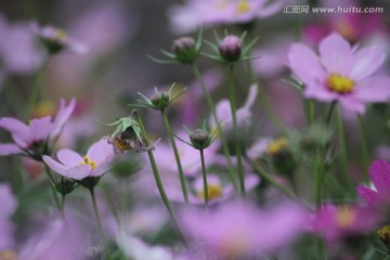 格桑花