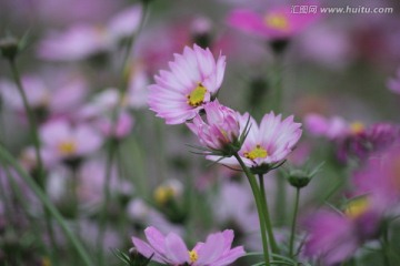 格桑花
