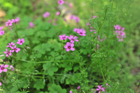 公园花草   小花