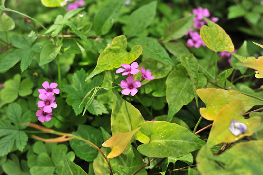 紫色花 绿化花草  公园