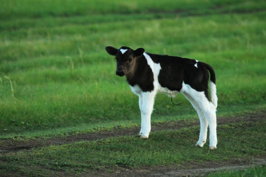 草原上初生的牛犊