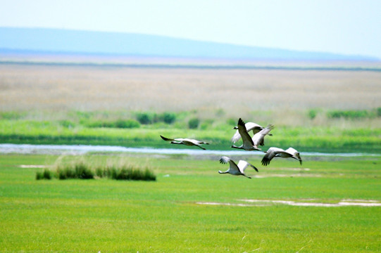 春季湿地灰鹤