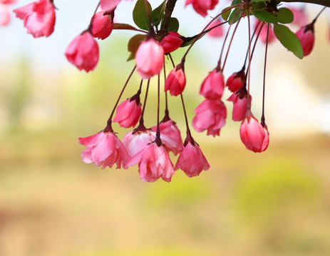 樱花 花蕾