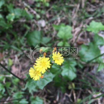 小苦荬 野花