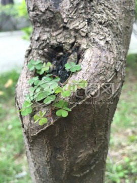 寄生在树上的酢浆草 小清新植物