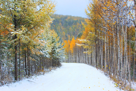 秋林雪路