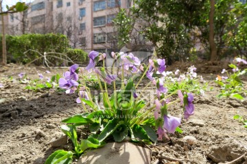 紫花地丁 野菜野花