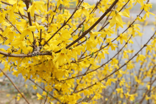 迎春花