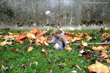 英国圣詹姆士公园松鼠进食