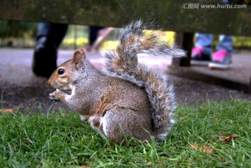英国伦敦圣詹姆士公园小松鼠