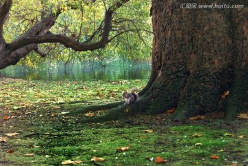 英国伦敦圣詹姆士公园的松鼠
