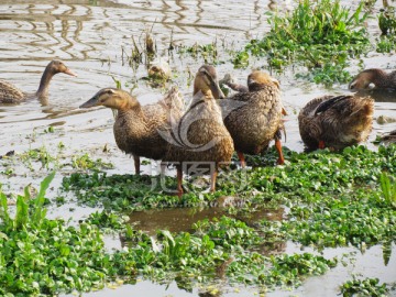湿地里的鸭子