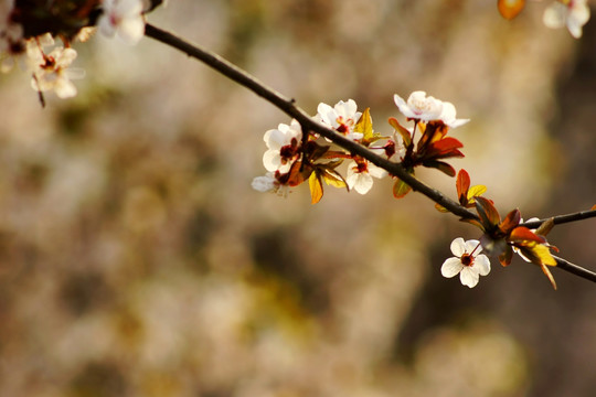 樱花