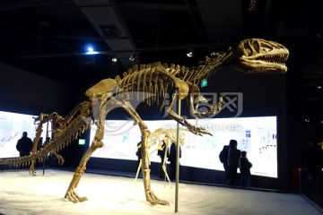 恐龙化石 甘氏四川龙