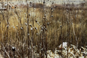 冬季冬天荒芜干旱的枯草
