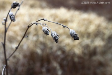 冬季冬天荒芜干旱的枯草