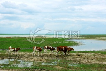 春季湿地草原牛群