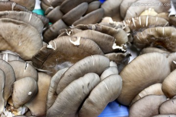 蘑菇 平菇 食品 食材 野生