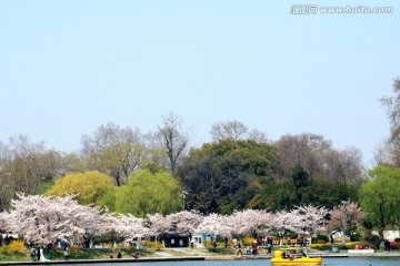 玄武湖樱花