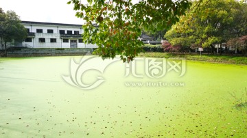 园林池塘水藻