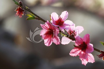 桃花
