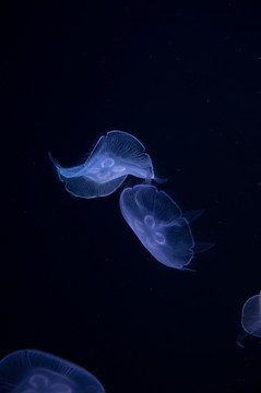 梦幻水母 水母