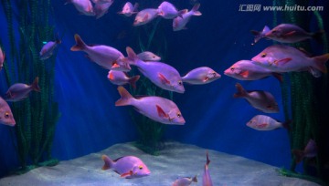 海底世界 热带鱼