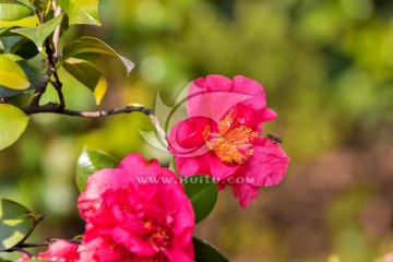 茶花 山茶花