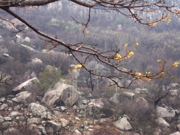 山谷风景