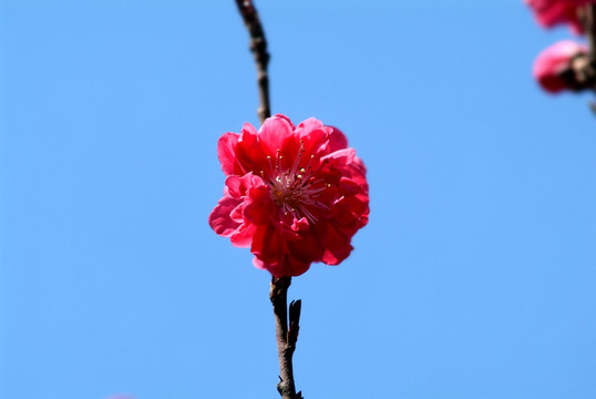 樱花花枝