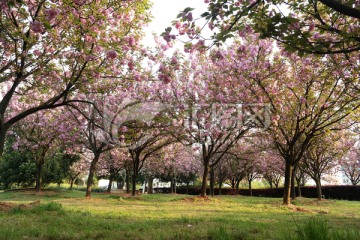 樱花树