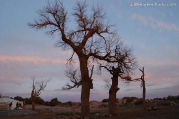 胡杨林